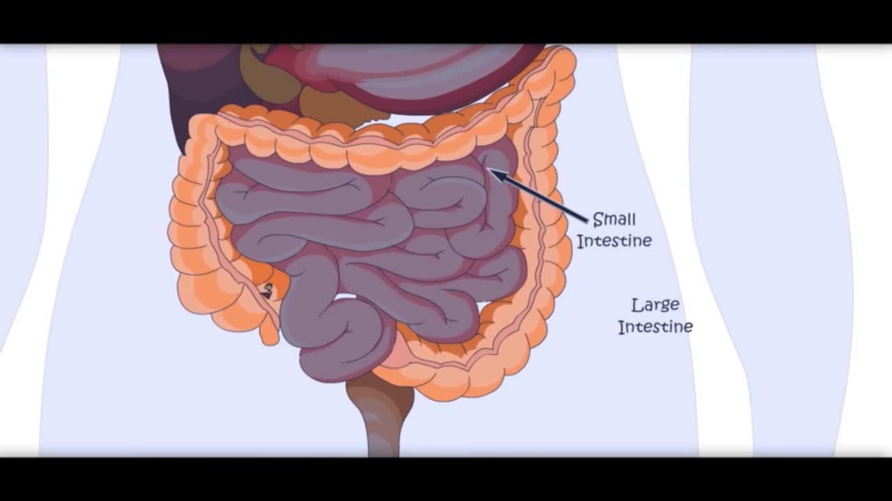 Digestive System